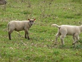 P1040040