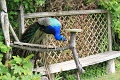 IMG_1703